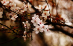 又是樱花