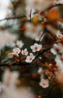 50MM试拍樱花