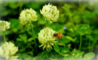 50MM追寻小蜜蜂(2)