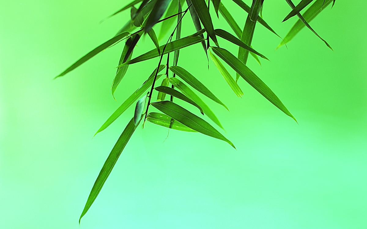 蒋氏故居竹子 - 一枕清霜