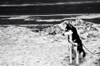狗
