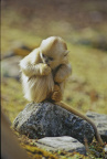 Image36