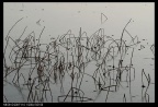 DSC_0008_nEO_IMG