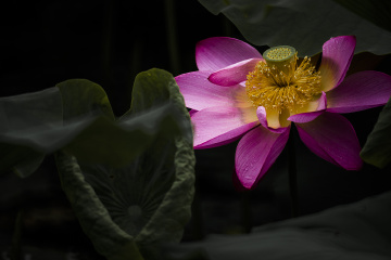 Minolta\/Sony AF 500mm F8 Reflex, 样片, 照片