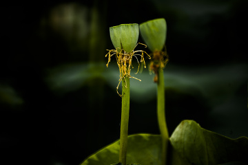 Minolta\/Sony AF 500mm F8 Reflex, 样片, 照片