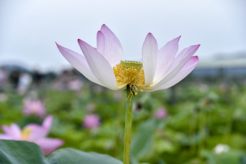 落日余晖