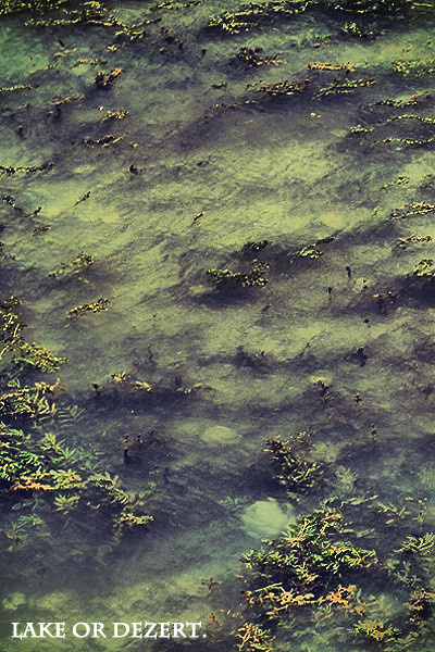 lakeordezert