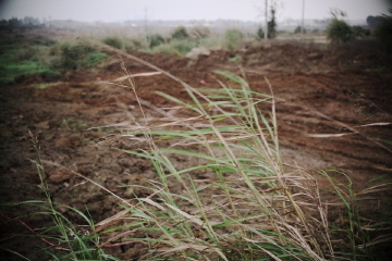 风