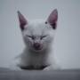 宠物