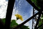 南瓜花