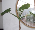 p739942421