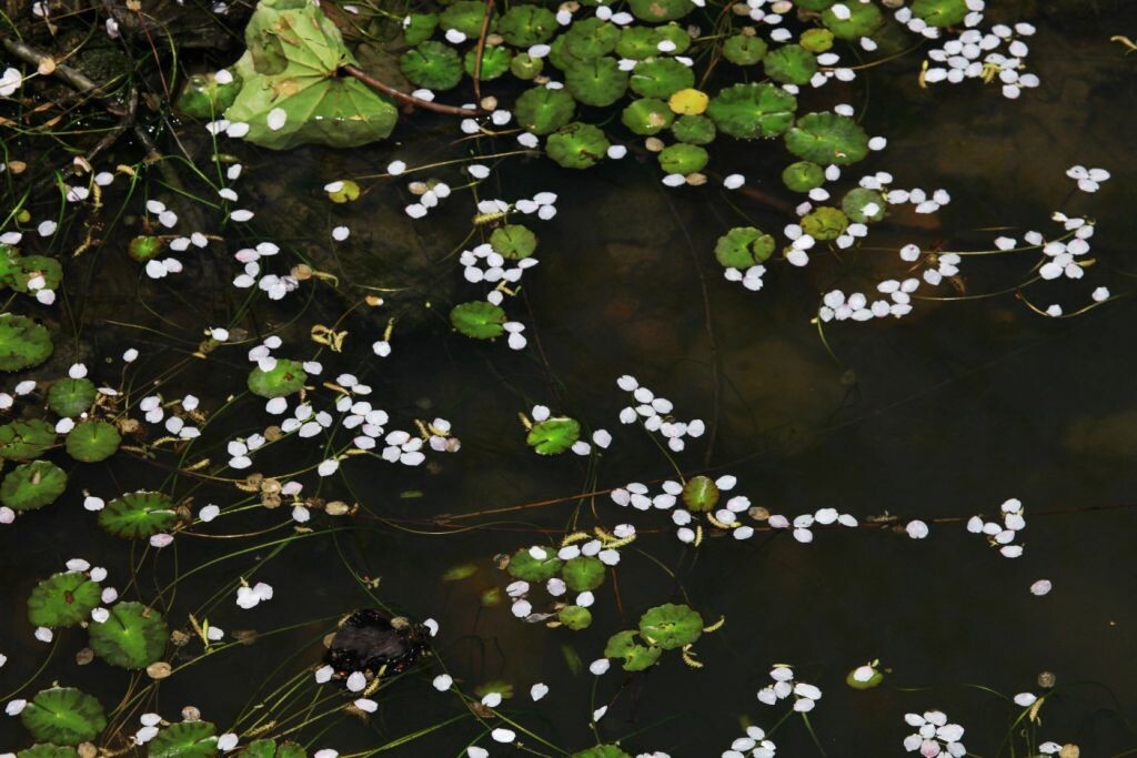 26.花瓣雨