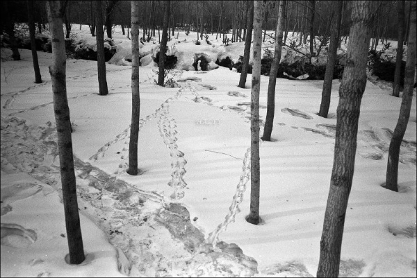 雪迹