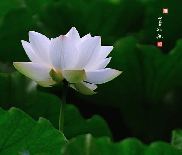 我的生态摄影--荷花