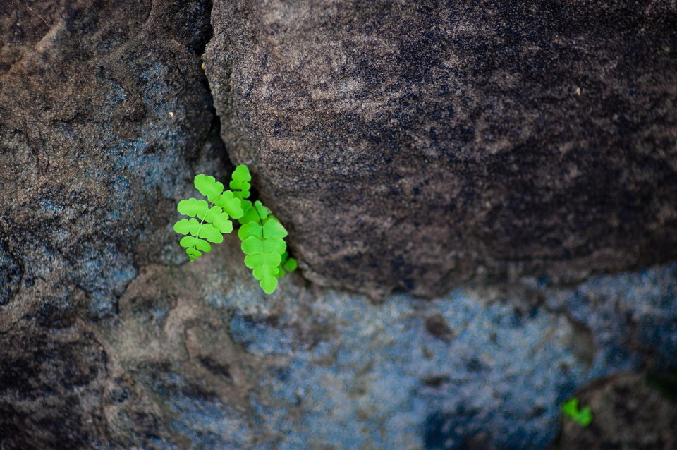 夹缝中的生存 - 澳洲阳光 - 图虫摄影网