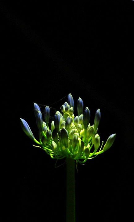 夜晚的花
