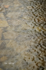 雨