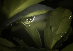 水滴中的世界