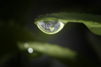 水滴中的世界