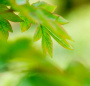 动物 植物