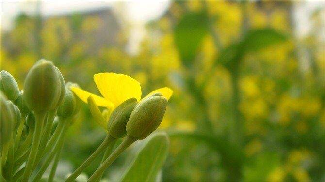 油菜花蕾