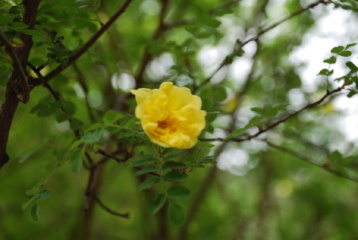 坟头上的黄花