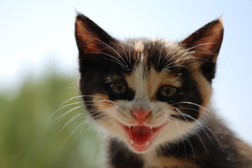 神道上遇到的猫  &copy; idd.Chiang
