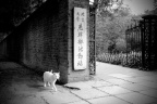 猫文纪实——阿品,你还不老