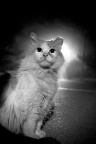 猫的肖像
