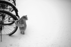 雪地困