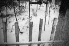 龙仔