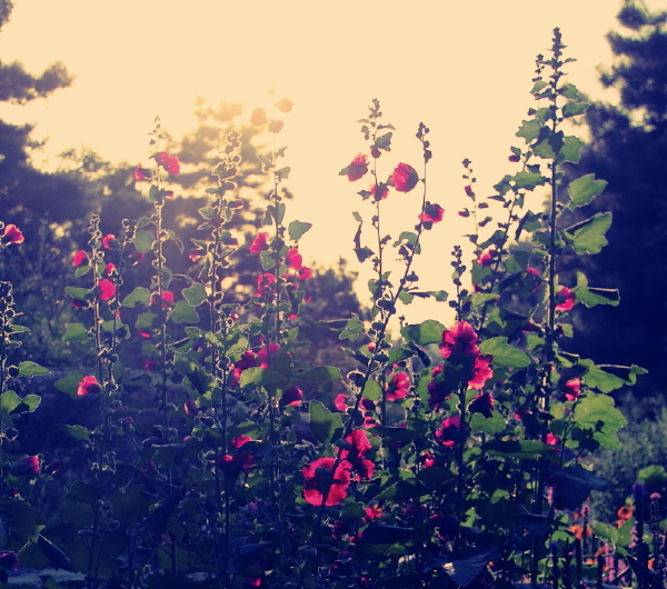 花 昏 暗 