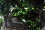 林中狮王