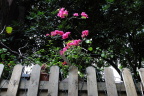 岛上小花