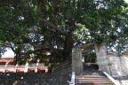 集美榕树