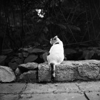 燕南的猫1