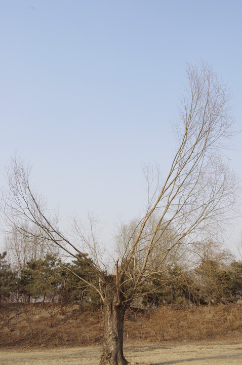 《大鹏》