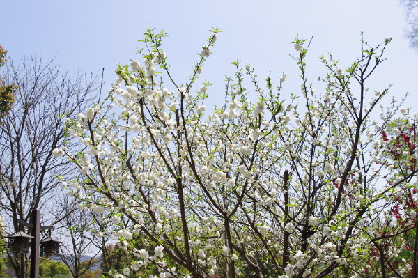 《明媚桃花》