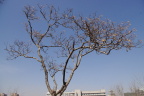 《寒梅树》