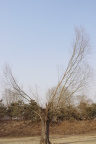 《大鹏》