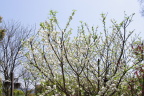 《明媚桃花》
