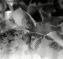 Black & White