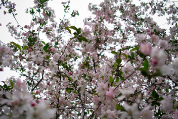 SDIM0714