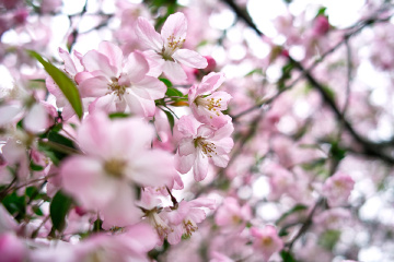 SDIM0719