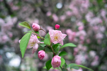 SDIM0721