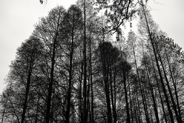 SDIM0724