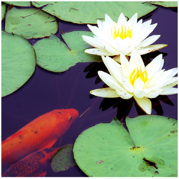 0010_resize