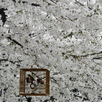 再见，南京