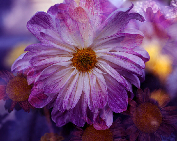 秋菊