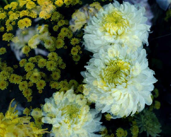 秋菊
